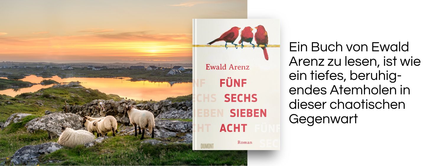 Schafe in Irland. Link zum Buch Fünf, sechs, sieben, acht. 