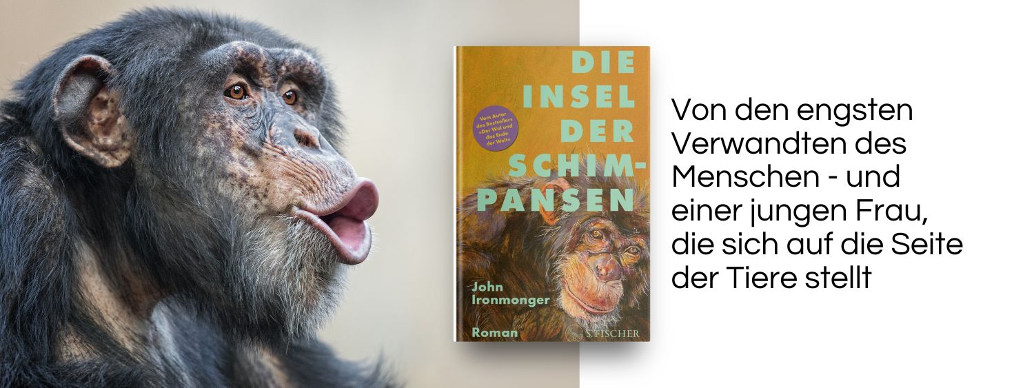 Schimpanse. Link zum Buch Die Insel der Schimpansen.